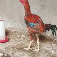 خروس