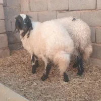 بره نر وماده