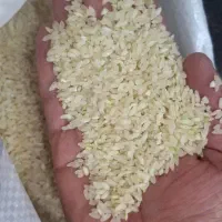 برنج کامفیروزی نو بشرط پخت