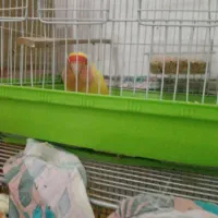 طوطی برزیلی نردرشت طلای