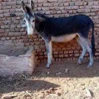 خراروم|حیوانات مزرعه|نیشابور, شهرکهنه|دیوار