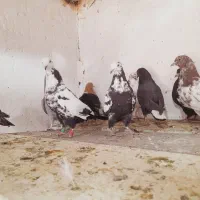 کبوتر حراج|پرنده|ایرانشهر, |دیوار