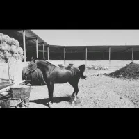 مادیان دره شوری کره سالار2با کره ماده 4ماه