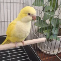 طوطی راهب نرم خور رام سهره