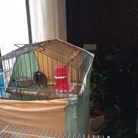 مرغ مینا|پرنده|قدس, شهر‌قدس|دیوار