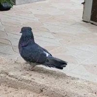 کبوتر جوان سرحال نر