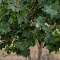 توزیع نهال خرمالو، انار ،انجیر در نهالستان غرب|خدمات باغبانی و درختکاری|اطاقور, |دیوار