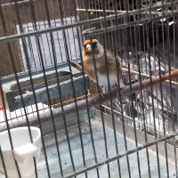 سره دهن لر|پرنده|ری, اقدسیه|دیوار