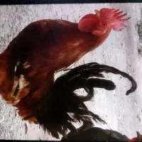 خروس گلین، لری