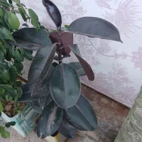 گل های آپارتمانی