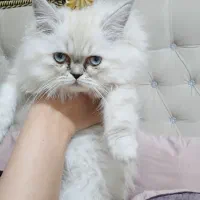 گربه|گربه|اصفهان, ملک‌شهر|دیوار