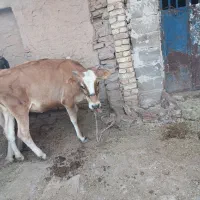 گاو