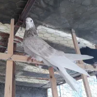 کبوتر رنگی وتیرونی