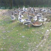 فروش غاز|حیوانات مزرعه|سیاهکل, |دیوار