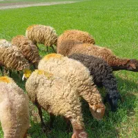 ۱۷گوسفند میش جوان با ۲بره درشت بقیه آبستن سنگین