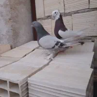 کفتر بهبهانی و پلاکی