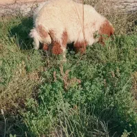 بازدید حمیدیه
