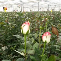 فروش گلخانه رز هلندی