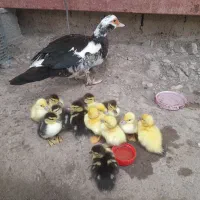 جوجه اردک همراه با مادر