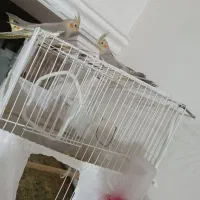 عروس هلندی|پرنده|مشهد, باغ فراگرد|دیوار