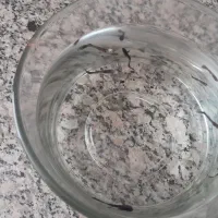 ماهی گوپی بلک