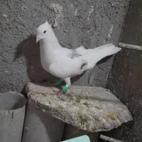 کبوتر گرفتنی و جوانه|پرنده|سبزوار, پاسداران|دیوار