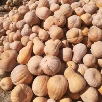 کدو حلوایی دامی