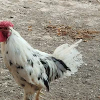خروس گلین