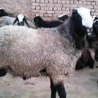 گوشت بره و بزغاله  باکیفیت اینجاست|خوردنی و آشامیدنی|اسفراین, |دیوار