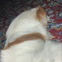یک سگ پیدا شده