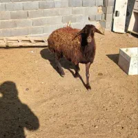 یک راس کاور افشاری