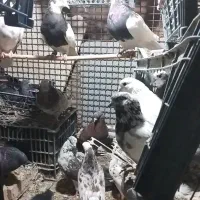 ۱۰عددکبوترتهرانی،جوین|پرنده|جغتای, |دیوار