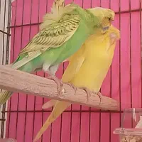 مرغ عشق پروانه ای،سهره،قناری|پرنده|مشهد, کوی ولیعصر|دیوار