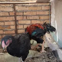 خروس لاری افغان|حیوانات مزرعه|ورامین, خیر آباد|دیوار