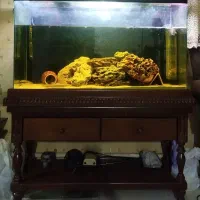 آکواریوم و لوازم درحد نو حراج