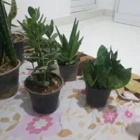 گل طبیعی|گل و گیاه طبیعی|ساوه, |دیوار