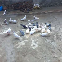 کفترپرشی بازی کن|پرنده|ویسیان, |دیوار