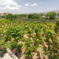 فروش-باغ-تفریحی-ثمری