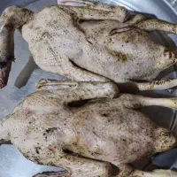 غاز واخضری کله سبز|حیوانات مزرعه|بندر امام خمینی, |دیوار