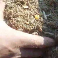 فروش خوراک دام باصرفه اقتصادی|لوازم جانبی حیوانات|سلیمان, |دیوار