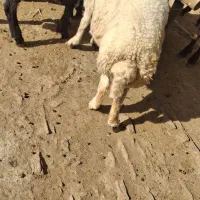 بره قوچ بروجردی 6ماهه