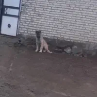 واگذاری توله سگ