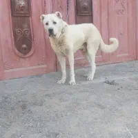 سگ سرابی نر