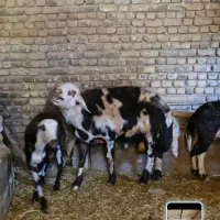 بزغاله قوچ بره