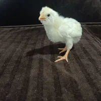 جوجه گلین لر|حیوانات مزرعه|مشهد, انقلاب|دیوار