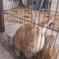 خرگوش