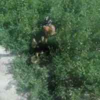 جوجه غاز مادر مرغ کرک