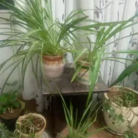 گل گندمی