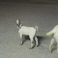 بز با کهره|حیوانات مزرعه|اشکنان, |دیوار