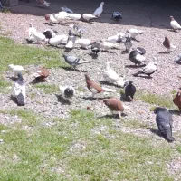 کبوتر|پرنده|کوچصفهان, |دیوار